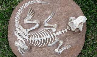 鱼化石是怎样形成的 鱼化石是怎么形成的